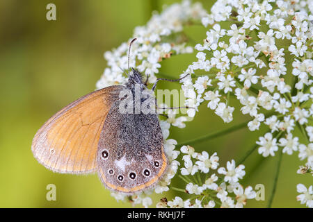 Chestnut Heide im Sommer Stockfoto