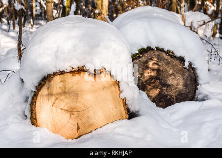 Gefällten Baumstämme im Wald mit einer Schicht von Schnee an einem sonnigen Tag im Winter abgedeckt. Stockfoto
