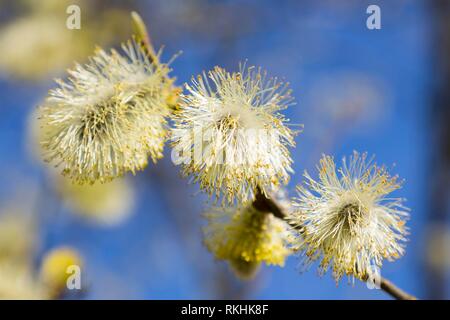 Blühende Ziege Weide (Salix caprea) mit männlichen Blüten, Willow catkin, Sachsen, Deutschland Stockfoto