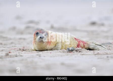 Kegelrobbe (Halichoerus grypus), Neugeborene bloody Kätzchen liegend am Strand, Insel Düne, Helgoland, Niedersachsen, Deutschland Stockfoto