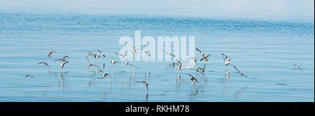 Ruddy turnstone (Arenaria interpres), Schwarm Vögel fliegen über dem Wasser, Helgoland, Insel Düne, Nordsee Stockfoto