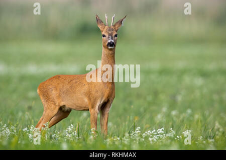 Junge vorsichtig Rehe Buck auf blühende Wiese im Sommer. Stockfoto