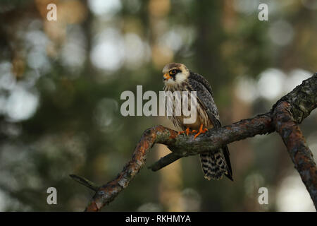 Portrait von weiblichen Western Red-footed Falcon (Falco vespertinus) Stockfoto