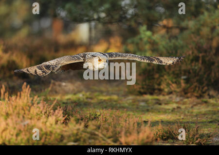 Östlichen Sibirische Uhu, Bubo bubo Sibiricus, im Wald fliegen Stockfoto