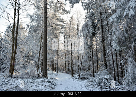 Winterlandschaft - Weiß und verschneiten Weg unter Bäumen in einem tiefen Wald an einem sonnigen Tag. Stockfoto