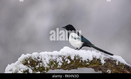 Eurasian Magpie auf Moos bedeckt Zweig im Winter bei Schneefall Stockfoto