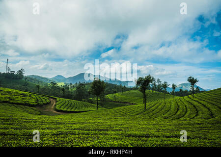 Tee Plantage in Hill Station bei Munnar, Kerala, Indien Stockfoto