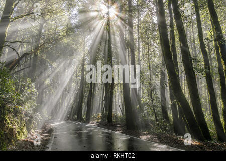 Morgen Sonnenstrahlen durch Küste Mammutbäume. Stockfoto