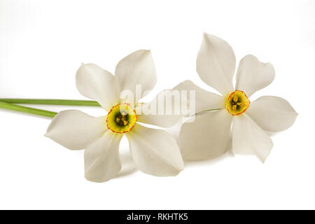 Weiße Narzissen (Narcissus poeticus) auf weißem Hintergrund Stockfoto