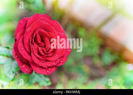 Close-up Red Rose blüht auf dem Zweig der Blumengarten für Hintergrund Stockfoto