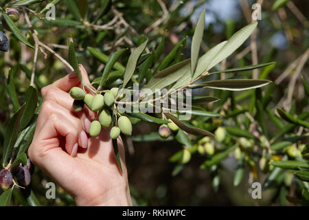 Grüne Oliven in der Olive Tree Branch Nahaufnahme Stockfoto
