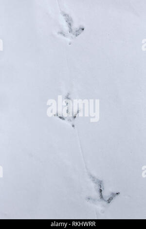 Gemeinsame Fasan/Ring-necked Fasan (Phasianus colchicus) Spuren im Schnee im Winter Stockfoto