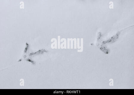 Gemeinsame Fasan/Ring-necked Fasan (Phasianus colchicus) Spuren im Schnee im Winter Stockfoto