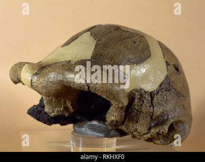 Die schädeldecke (im Cast gefüllt) des Homo erectus als OH9 bekannt oder 'Chellean Mann", zu finden unter Olduvia Schlucht, Tansania, Afrika, von Leakey. 1,4 Millionen Jahren. Gehirn größer als 1.000 Kubikzentimeter. Replik. Archäologisches Museum von Catalonia, Barcelona, Katalonien, Spanien. Stockfoto