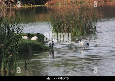 Eine Herde der Heiligen Ibisse (Threskiornis aethiopicus) während Ihrer morgendlichen Bad in einem kleinen See am Diani Beach, Kenia. Stockfoto