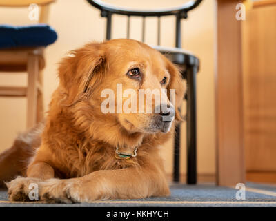 Porträt eines braunen niedlichen Hund liegend unter der Tabelle Stockfoto