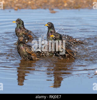 Starling Sturnus vulgaris Herde Masse baden in Pfütze Stockfoto