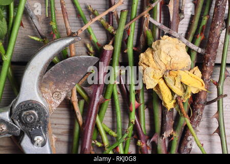 Verworfen, Rose und Baumschnitt Schnittgut mit gartenschere - Winter, Großbritannien Stockfoto