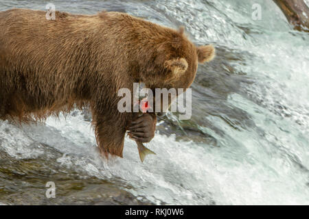 Nahaufnahme einer Alaska Grizzly Bär essen ein Stück Lachs auf einem Wasserfall bei Brooks fällt, Alaska, USA. Stockfoto