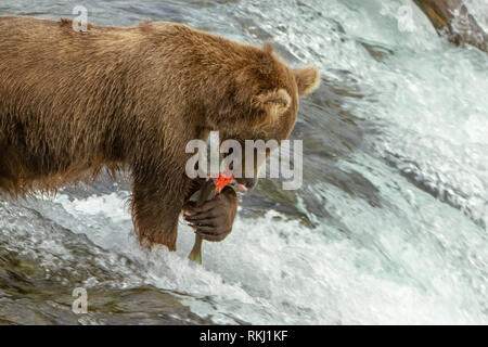 Nahaufnahme einer Alaska Grizzly Bär essen ein Stück Lachs auf einem Wasserfall bei Brooks fällt, Alaska, USA. Stockfoto