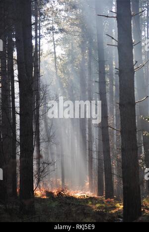 Die Sun Ray übertragen durch die Bäume in einem Wald Ray's Licht auf den Waldboden auf sehr dramatische Weise. Stockfoto