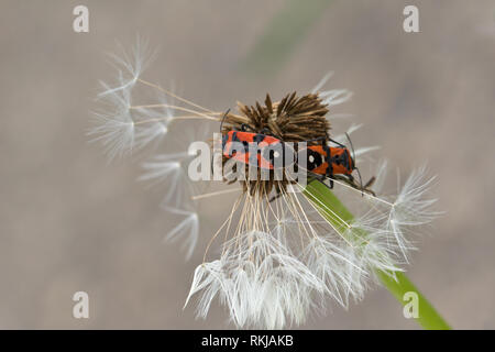 Pyrrhocoris/Insekten sitzen auf den Pflanzen und Blumen Stockfoto