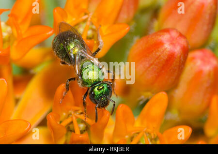 Schweiß Biene, Augochlorella sp., auf orange Seidenpflanze, Asclepias tuberosa Stockfoto
