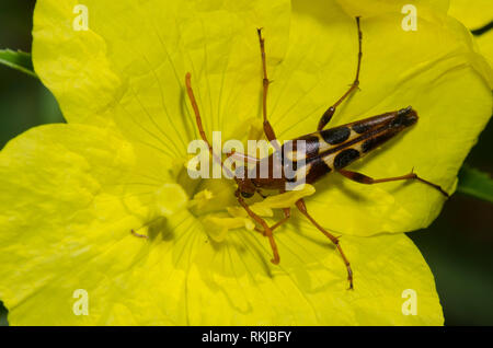 Blume Longhorn (Seltsame Viril virilis Strangalia Bycid), Zahnriemen, Nachtkerze, Calylophus serrulatus Stockfoto