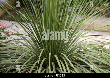 Dasylirion wheeleri. Wüste mexikanische Pflanze mit stacheligen langen Blättern. Stockfoto