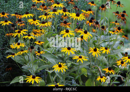 Leuchtend gelbe Blüten im Garten in der Nähe des Haus Stockfoto