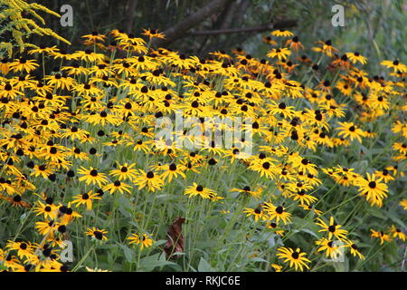 Leuchtend gelbe Blüten im Garten in der Nähe des Haus Stockfoto