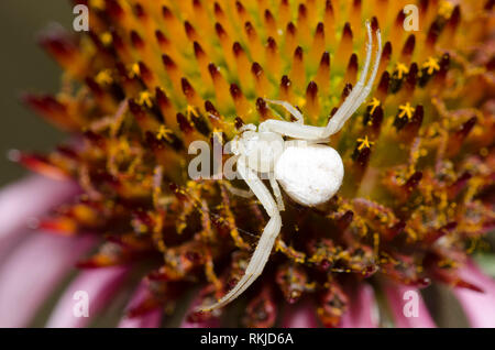 Crab Spider, Mecaphesa sp., Sonnenhut, Echinacea angustifolia Stockfoto
