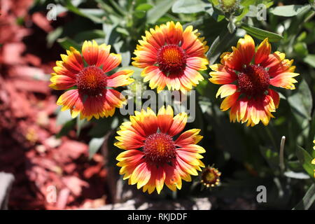 Blumen/Gazania - einen schönen Blumengarten. Stockfoto