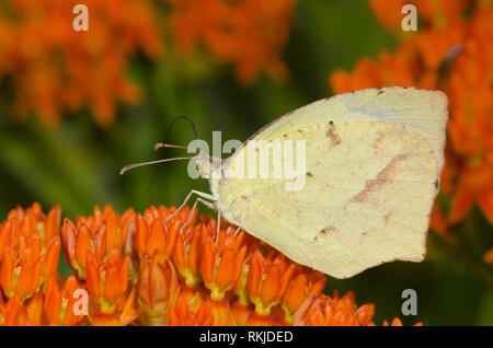 Mexikanisches Gelb, Abaeis mexicana, auf orangefarbenem Milchkraut, Asclepias tuberosa Stockfoto