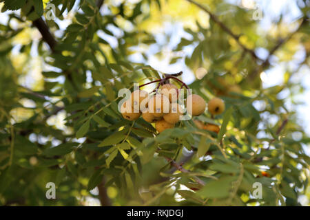 Die Früchte der Sorbus domestica, der sogenannte Dienstbaum, aus der Familie der Rosaceae Stockfoto