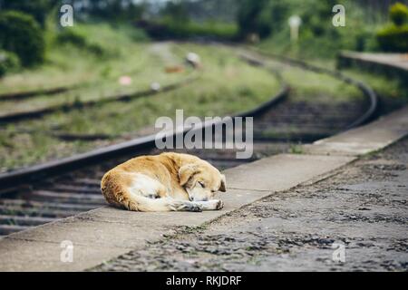 Müde Hund schlafen auf Plattform der Bahnhof. Themen Loyalität, verloren, Hoffnung und Reisen. Stockfoto