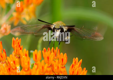Snowberry Clearwing, Hemaris diffinis, auf orange Seidenpflanze, Asclepias tuberosa Stockfoto