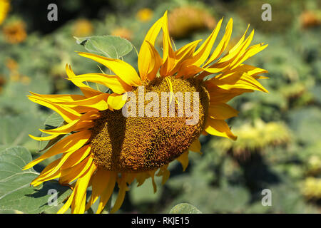 Schöne bunte Sonnenblumen und grünen Pflanzen Stockfoto
