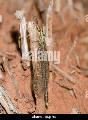 LangschwanzAntlion, Brachynemurus abdominalis Stockfoto