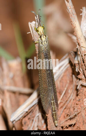 LangschwanzAntlion, Brachynemurus abdominalis Stockfoto