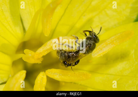 Schweiß Biene, Lasioglossum sp., belästigt durch Ant, Familie Formicidae, auf Zahnriemen Nachtkerze, Calylophus serrulatus Stockfoto