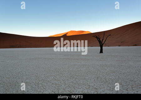 Alte camelthorn Bäume auf Pan, Deadvlei, Namibia, Afrika Stockfoto