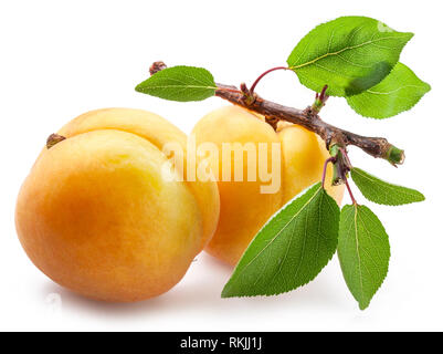 Reifen Aprikosen auf einem kleinen Zweig auf weißem Hintergrund. Stockfoto