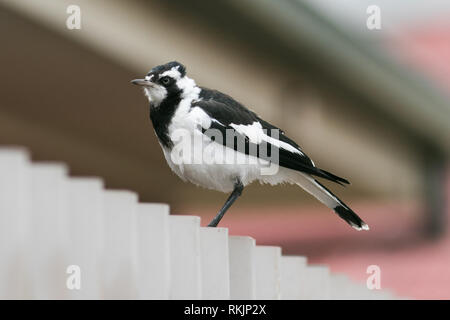 Adelaide Australien. 12. Februar 2019. Eine einheimische australische Magpie" Gymnorhina tibicen' auf einem Zaun in Adelaide Credit thront: Amer ghazzal/Alamy leben Nachrichten Stockfoto