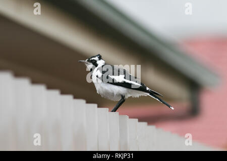 Adelaide Australien. 12. Februar 2019. Eine einheimische australische Magpie" Gymnorhina tibicen' auf einem Zaun in Adelaide Credit thront: Amer ghazzal/Alamy leben Nachrichten Stockfoto