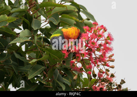 Adelaide Australien. 12. Februar 2019. Eine einheimische australische Rainbow lorikeet' Trichoglossus Moluccanus 'Einzug auf einem roten Blüte Gum Tree' Corymbia Ficifolia" in Adelaide Credit: Amer ghazzal/Alamy leben Nachrichten Stockfoto