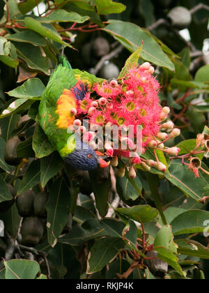 Adelaide Australien. 12. Februar 2019. Eine einheimische australische Rainbow lorikeet' Trichoglossus Moluccanus 'Einzug auf einem roten Blüte Gum Tree' Corymbia Ficifolia" in Adelaide Credit: Amer ghazzal/Alamy leben Nachrichten Stockfoto