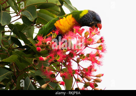 Adelaide Australien. 12. Februar 2019. Eine einheimische australische Rainbow lorikeet' Trichoglossus Moluccanus 'Einzug auf einem roten Blüte Gum Tree' Corymbia Ficifolia" in Adelaide Credit: Amer ghazzal/Alamy leben Nachrichten Stockfoto