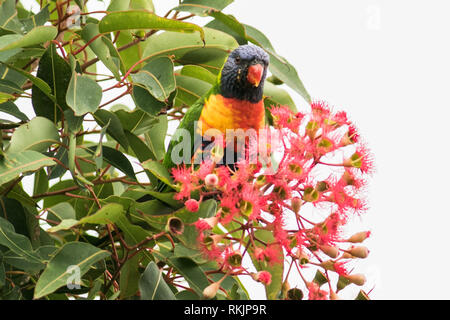 Adelaide Australien. 12. Februar 2019. Eine einheimische australische Rainbow lorikeet' Trichoglossus Moluccanus 'Einzug auf einem roten Blüte Gum Tree' Corymbia Ficifolia" in Adelaide Credit: Amer ghazzal/Alamy leben Nachrichten Stockfoto