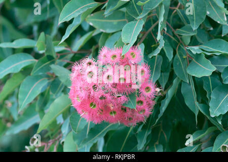 Adelaide Australien. 12. Februar 2019. Eine rote fowering Gum Tree' Corymbia ficifolia" in Adelaide. Credit: Amer ghazzal/Alamy leben Nachrichten Stockfoto